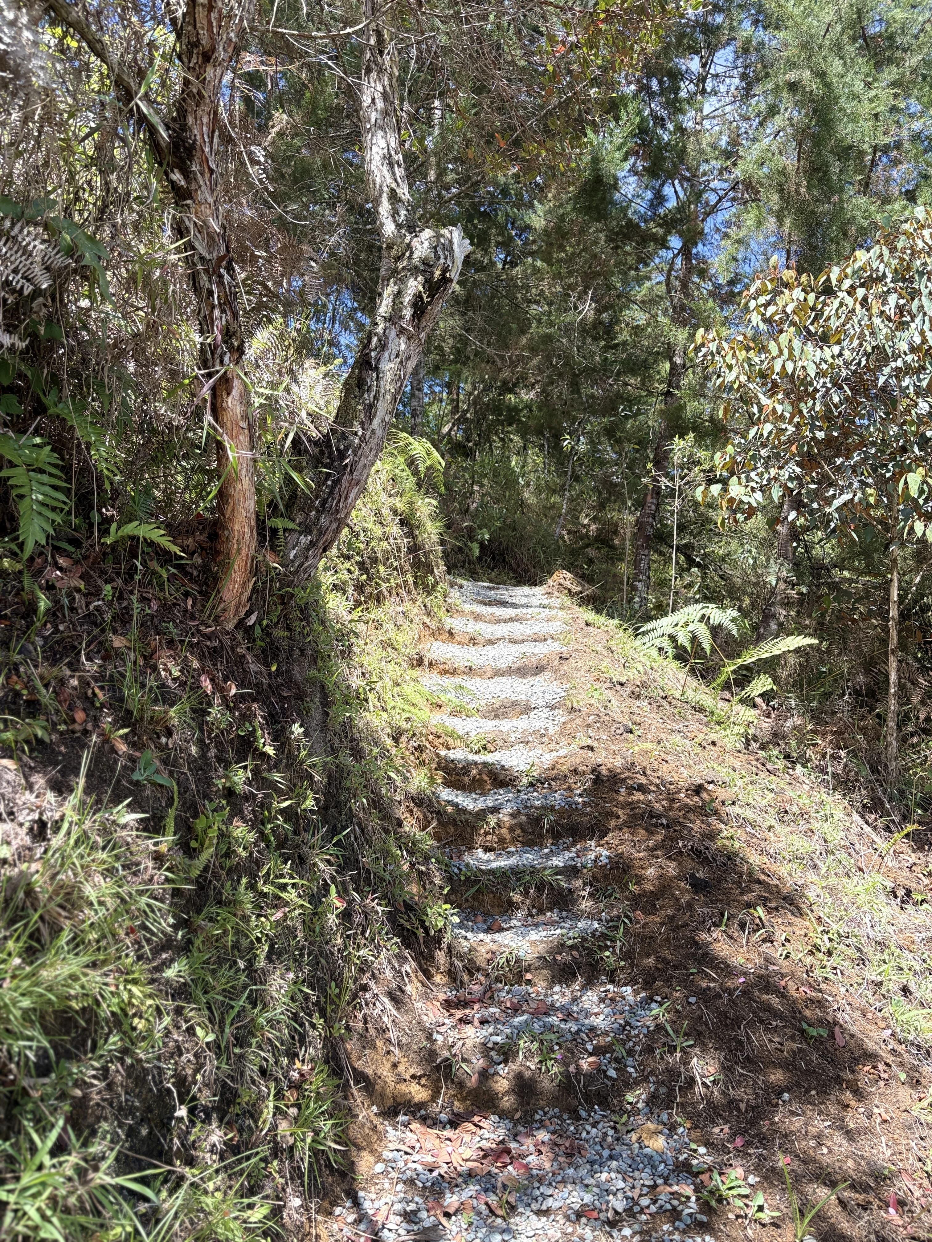 Sendero en el bosque con luz filtrada